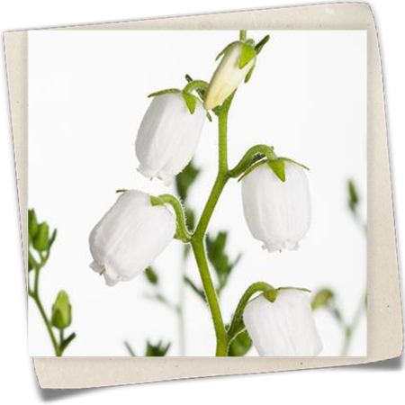 Irische Heide 'Irish Princess' Irische Heide 'Irish Princess'