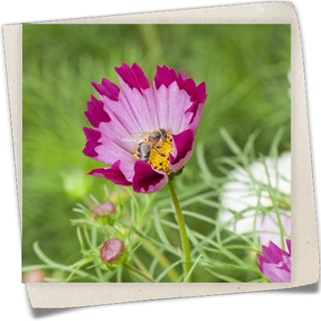 Fiederblättriges Schmuckkörbchen 'Sea Shells' Fiederblättriges Schmuckkörbchen 'Sea Shells'