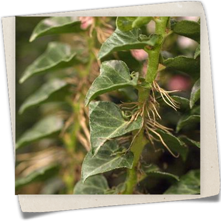 Efeu 'Erecta' Efeu 'Erecta'