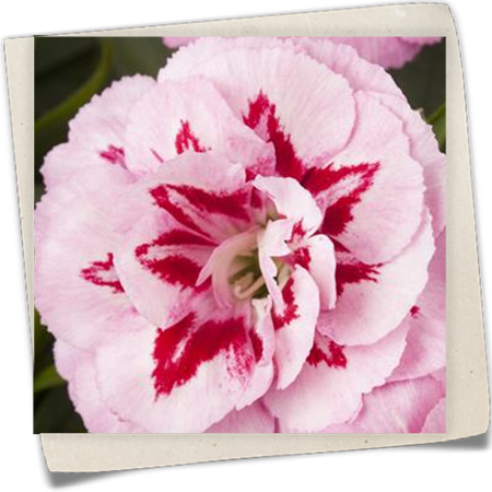 Gartennelke Gartennelke