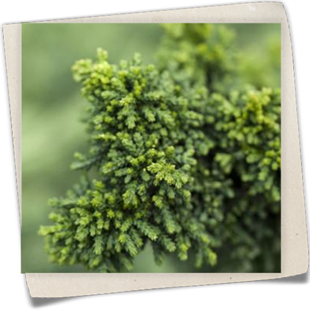 Hinoki-Scheinzypresse 'Chirimen' Hinoki-Scheinzypresse 'Chirimen'