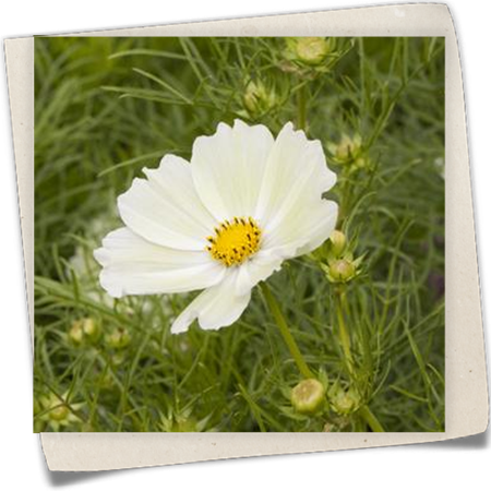 Schmuckkörbchen 'Sunset Yellow' Schmuckkörbchen 'Sunset Yellow'