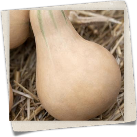 Moschus-Kürbis 'Butternut' Moschus-Kürbis 'Butternut'