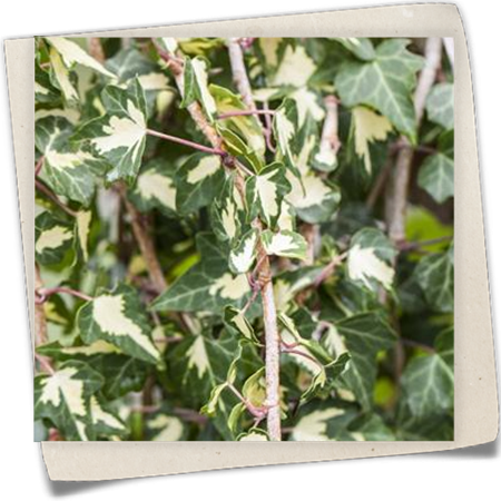 Gelbbunter Efeu 'Goldheart' Gelbbunter Efeu 'Goldheart'