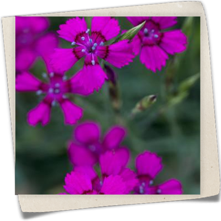 Heide-Nelke Heide-Nelke