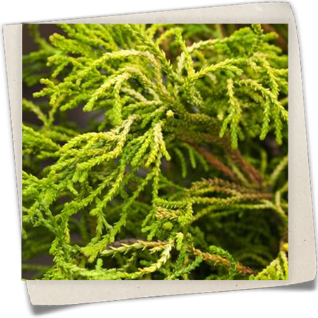 Hinoki-Scheinzypresse 'Gitte' Hinoki-Scheinzypresse 'Gitte'