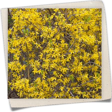 Forsythie 'Lynwood' Forsythie 'Lynwood'