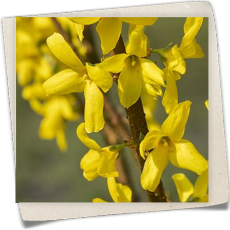 Garten-Forsythie 'Mindor'® Garten-Forsythie 'Mindor'®