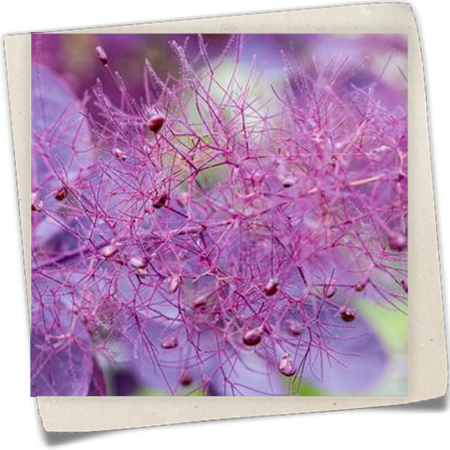 Perückenstrauch 'Dusky Maiden'(s) Perückenstrauch 'Dusky Maiden'(s)