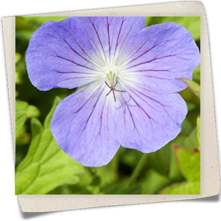 Johnson's Garten-Storchschnabel Johnson's Garten-Storchschnabel