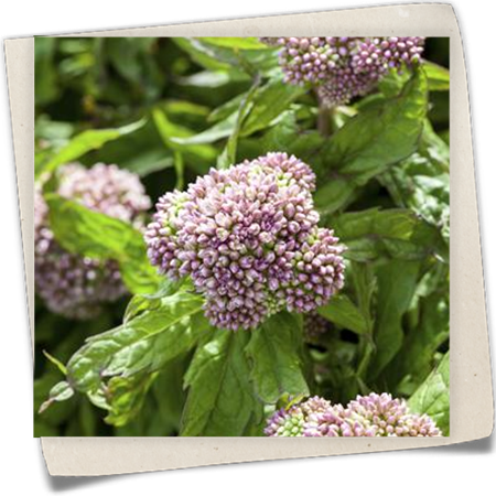 Gewöhnlicher Wasserdost Gewöhnlicher Wasserdost