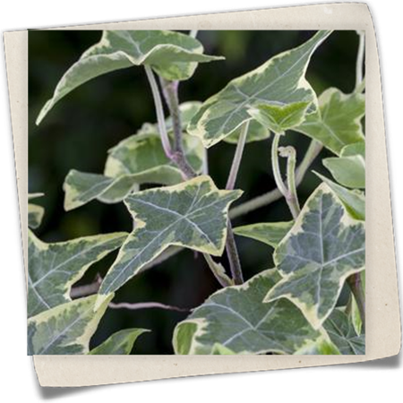 Weißbunter Efeu Weißbunter Efeu