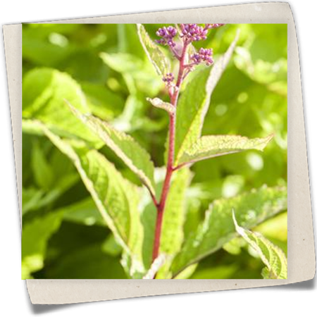 Großer Garten-Wasserdost Großer Garten-Wasserdost
