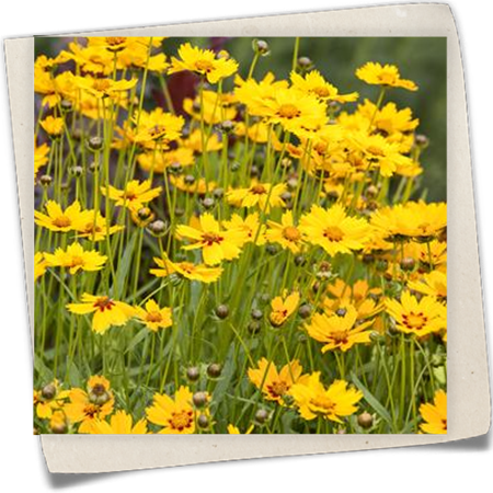 Großblumiges Mädchenauge Großblumiges Mädchenauge