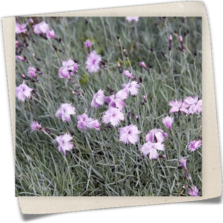 Pfingst-Nelke Pfingst-Nelke