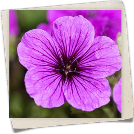 Blutroter Storchschnabel Blutroter Storchschnabel