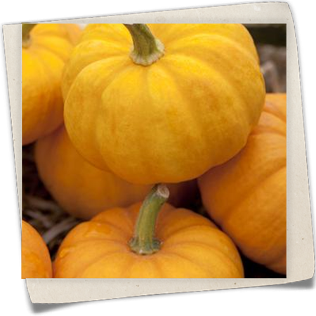 Gartenkürbis Gartenkürbis