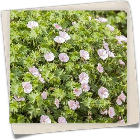 Gestreifter Garten-Storchschnabel 'Apfelblüte' Gestreifter Garten-Storchschnabel 'Apfelblüte'