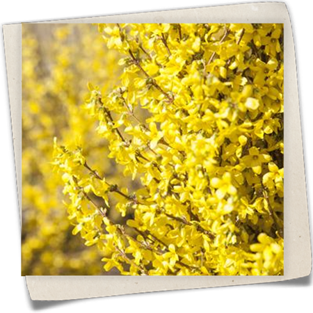 Forsythie 'Week End'® Forsythie 'Week End'®