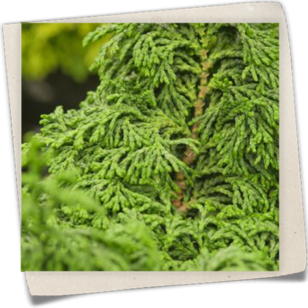 Hinoki-Scheinzypresse 'Maureen' Hinoki-Scheinzypresse 'Maureen'