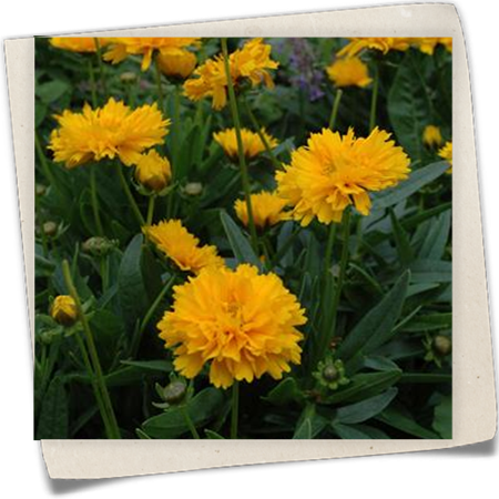 Großblumiges Mädchenauge 'Early Sunrise' Großblumiges Mädchenauge 'Early Sunrise'