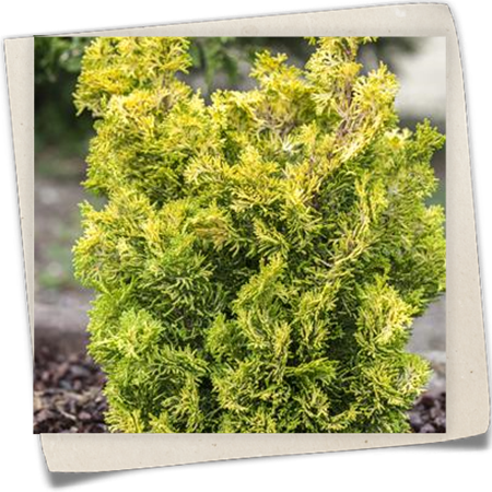 Hinoki-Scheinzypresse 'Meroke Twin' Hinoki-Scheinzypresse 'Meroke Twin'