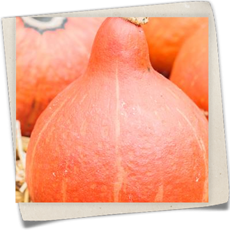 Kürbis 'Hokkaido' Kürbis 'Hokkaido'