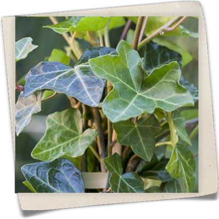 Großblättriger Irischer Efeu Großblättriger Irischer Efeu