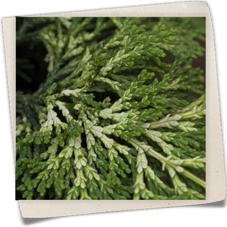 Hinoki-Scheinzypresse 'Rashahiba' Hinoki-Scheinzypresse 'Rashahiba'