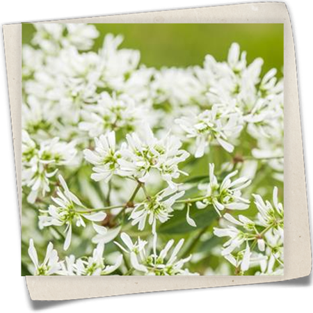 Zauberschnee™ 'Diamond Frost'(s) Zauberschnee™ 'Diamond Frost'(s)