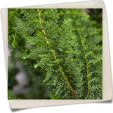 Hinoki-Scheinzypresse 'Teddy Bear' Hinoki-Scheinzypresse 'Teddy Bear'