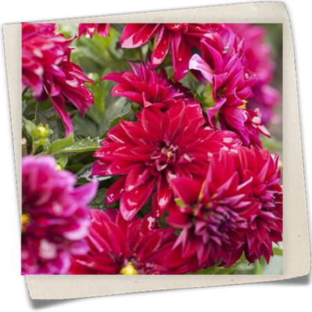 Dahlie 'Dahlinova'® Dahlie 'Dahlinova'®