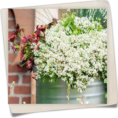 Zauberschnee™ 'Diamond Star'(s) Zauberschnee™ 'Diamond Star'(s)