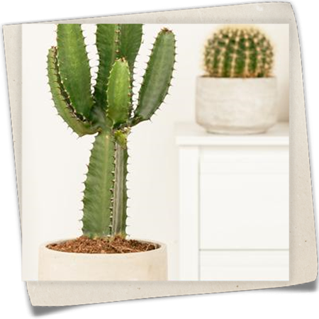 Säulenkaktus Säulenkaktus