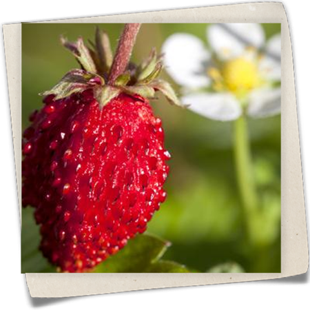 Monats-Erdbeere Monats-Erdbeere