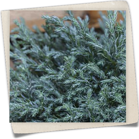 Blaue Zwergzypresse 'Baby Blue' Blaue Zwergzypresse 'Baby Blue'