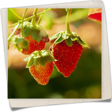 Garten-Monats-Erdbeere 'Elsanta'® Garten-Monats-Erdbeere 'Elsanta'®