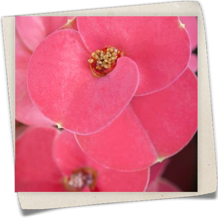 Christusdorn Christusdorn