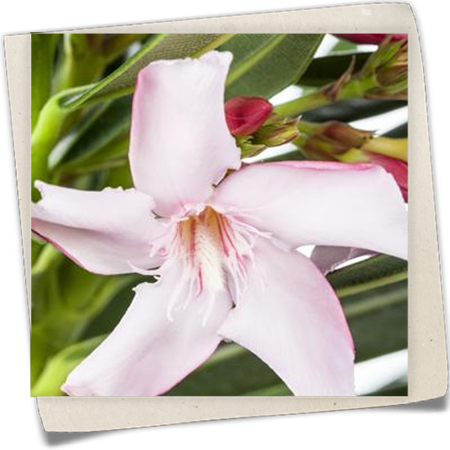 Oleander Oleander