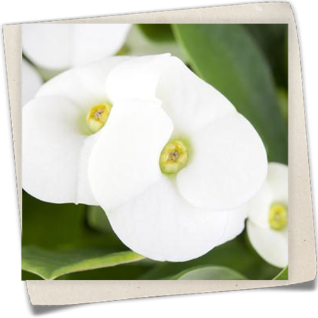 Christusdorn Christusdorn