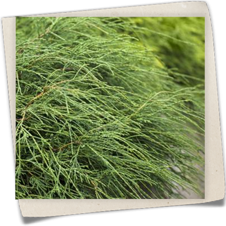 Grüne Fadenzypresse 'Filifera Nana' Grüne Fadenzypresse 'Filifera Nana'