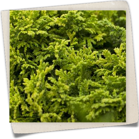 Fadenzypresse 'Golden Pincushion' Fadenzypresse 'Golden Pincushion'