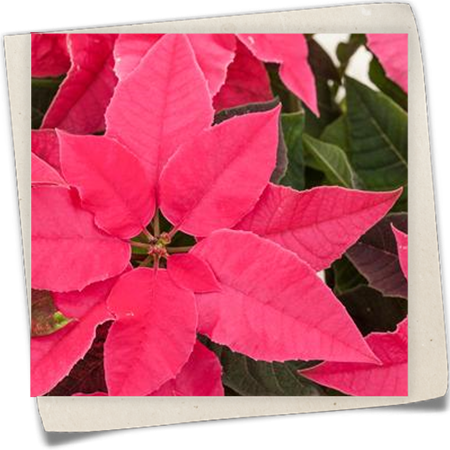 Herbststern 'Princettia'® Herbststern 'Princettia'®