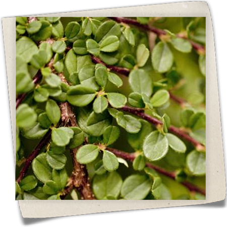 Zwergmispel 'Streibs Findling' Zwergmispel 'Streibs Findling'