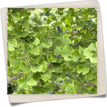 Fächerblattbaum Fächerblattbaum