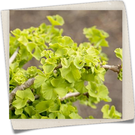 Zwerg-Ginkgo 'Chris Dwarf' Zwerg-Ginkgo 'Chris Dwarf'