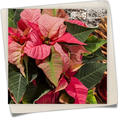 Weihnachtsstern Weihnachtsstern