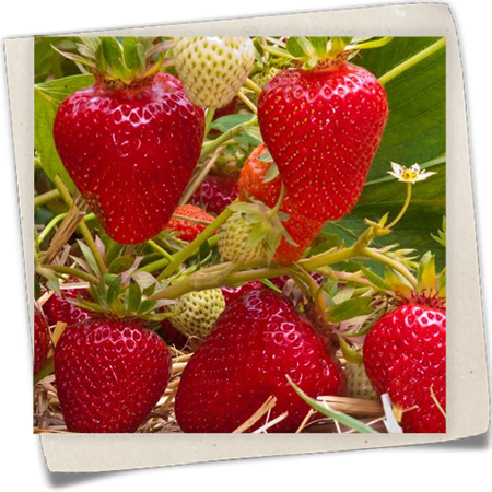 Erdbeere 'Clery' Erdbeere 'Clery'