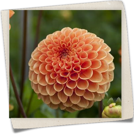 Pompon-Dahlie Pompon-Dahlie