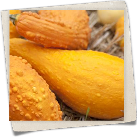 Zierkürbis Zierkürbis